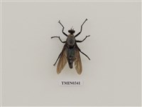 藏品(昆蟲參考標本)的圖片